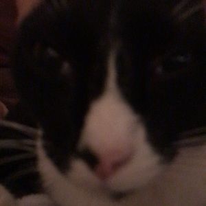 Meet your Posher, Bella